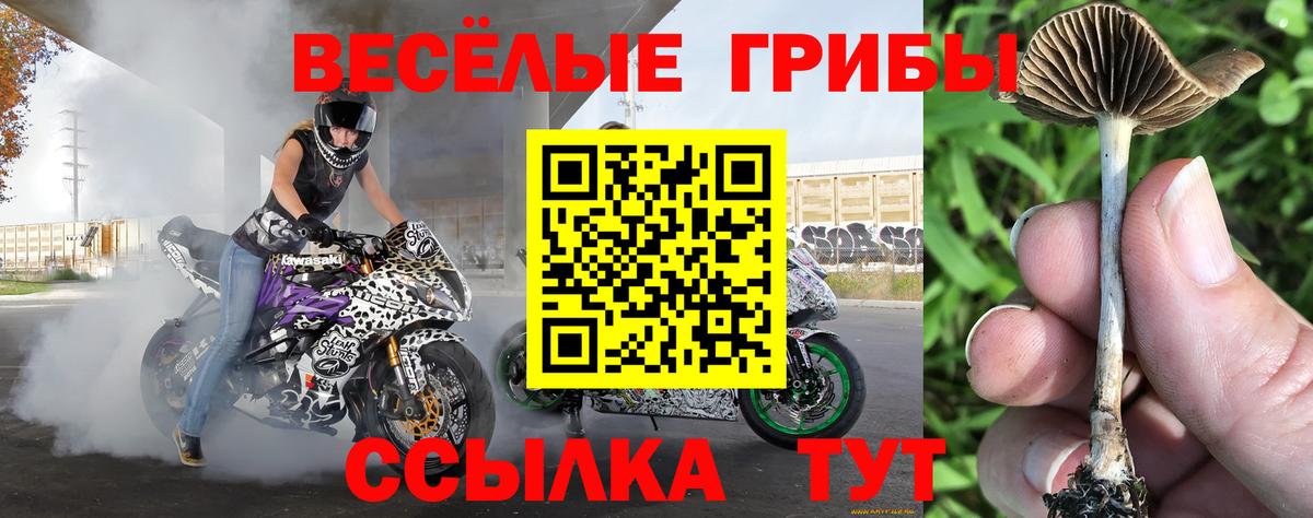 Псилоцибиновые грибы Cubensis Александров